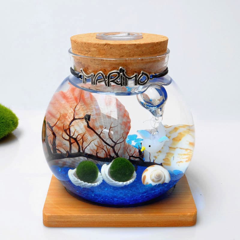 Garrafa ecológica micro-paisagem Bola de algas felizes multi-versão garrafa micro-paisagem Versão atualizada por atacado da garrafa ecológica - imagem 4