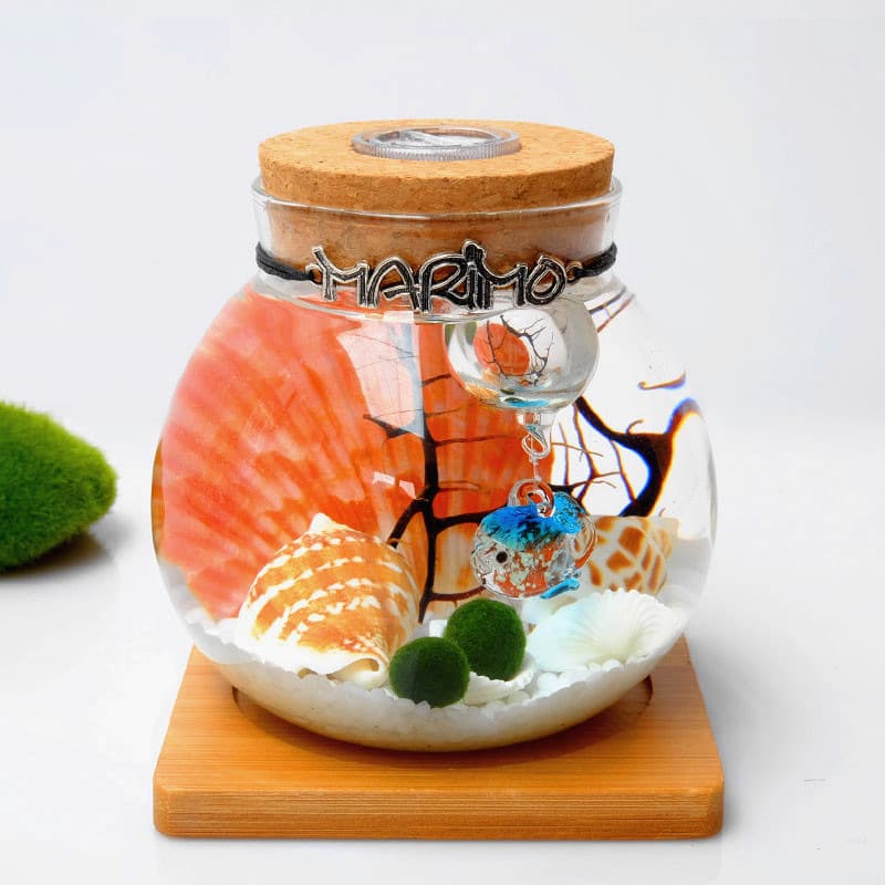 Garrafa ecológica micro-paisagem Bola de algas felizes multi-versão garrafa micro-paisagem Versão atualizada por atacado da garrafa ecológica - imagem 5