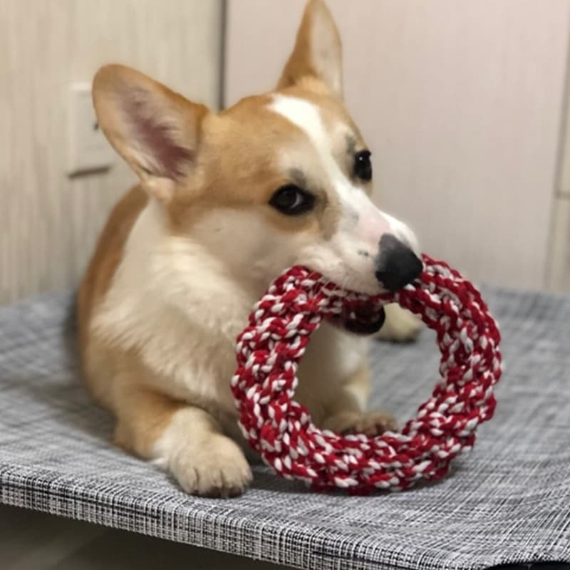 (Comércio transfronteiriço), brinquedos, animais de estimação, gatos e cães - imagem 5