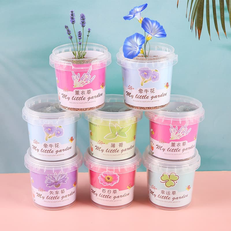 Pequeno vaso de presente do jardim de infância plantio interno sementes de flores estudante desktop planta verde vaso escola abertura presente caixa cega - imagem 4