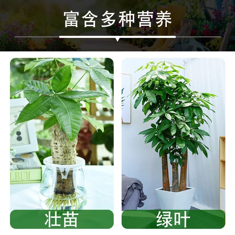 Solução nutritiva para plantas no atacado, fertilizante líquido universal para flores e plantas verdes, fertilizante foliar hidropônico, solução nutritiva rica em bambu - imagem 3