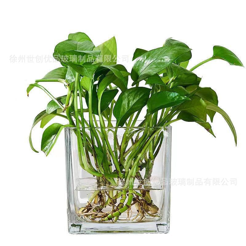 Vaso de flores hidropônico simples, vaso quadrado de vidro suculento, transparente, rabanete verde, planta de água, tanque de tartaruga, tanque quadrado - imagem 6