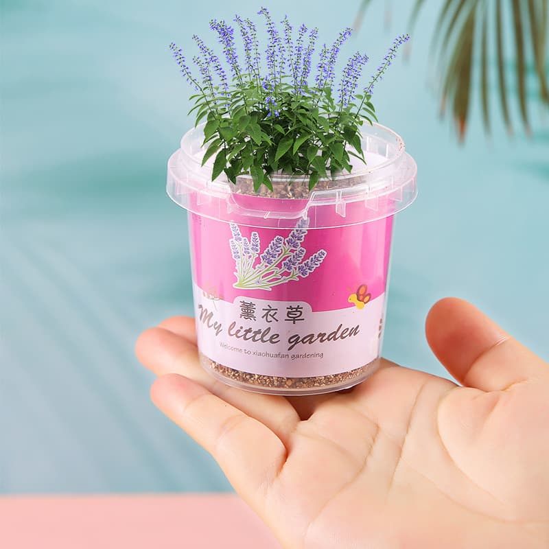 Pequeno vaso de presente do jardim de infância plantio interno sementes de flores estudante desktop planta verde vaso escola abertura presente caixa cega - imagem 5