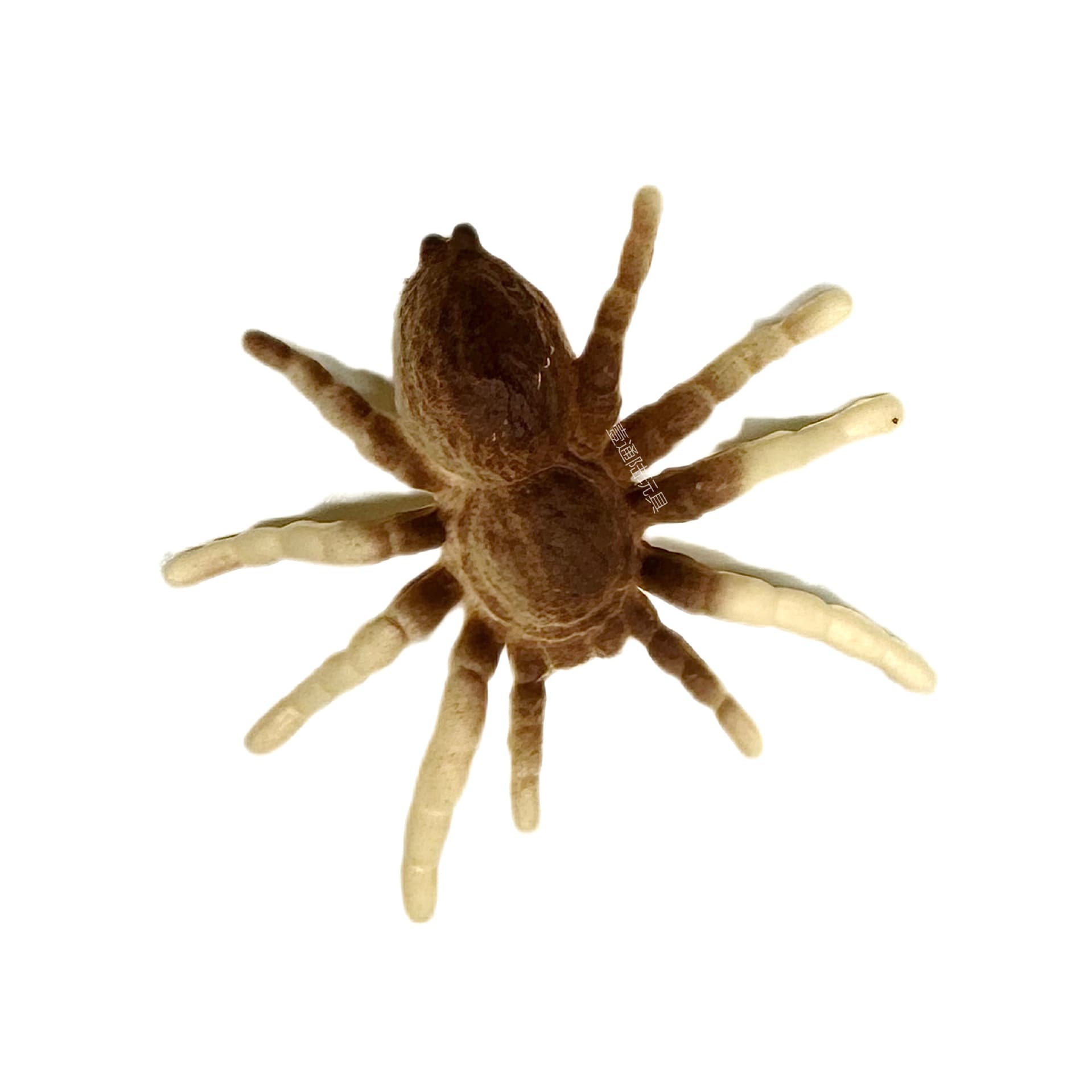 Comércio exterior nova simulação de insetos 12 modelos de insetos reais em pvc escorpião aranha borboleta enfeites de mesa de areia atacado - imagem 6