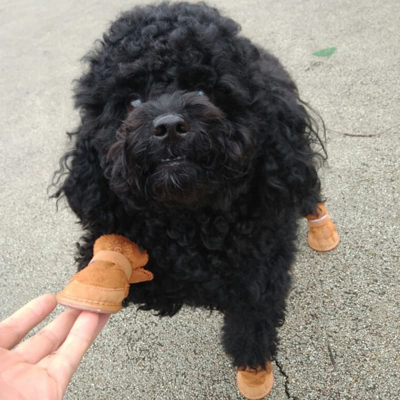 Outono e inverno sapatos para cães e gatos de estimação sapatos de algodão suprimentos de pelúcia filhote de cachorro botas de neve para animais de estimação sapatos de algodão antiderrapante bichon frise - imagem 3